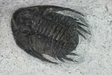 Phaetonellus Trilobite With Partial Phacopid - Morocco #134378-6